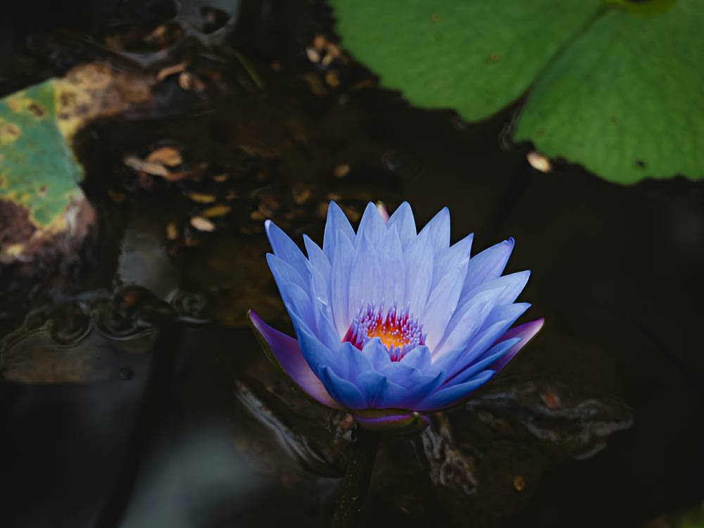 A beautiful blue lotus flower floating int he water A beautiful blue lotus flower floating int he water