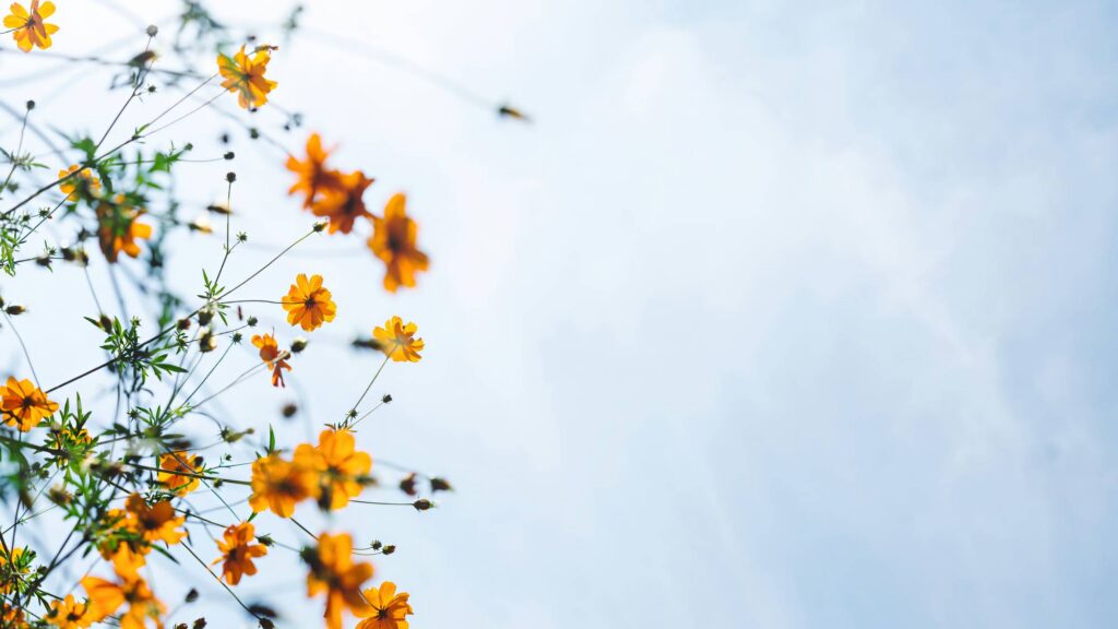 blue sky and yellow flowers